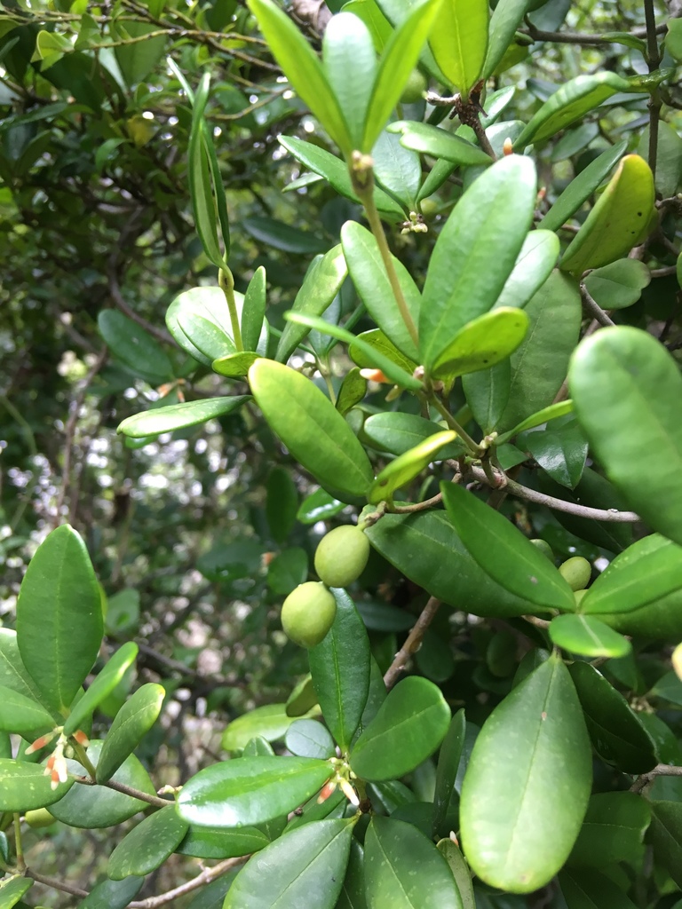 Alyxia sinensis (Alyxia sinensis)