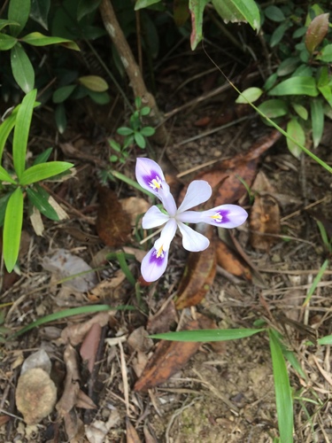 Iris speculatrix Hance