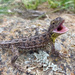 Monaro Grassland Earless Dragon - Photo (c) stevesass1, all rights reserved