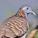 Australasian Doves - Photo (c) stevesass1, all rights reserved