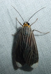 Image of Episcepsis capysca