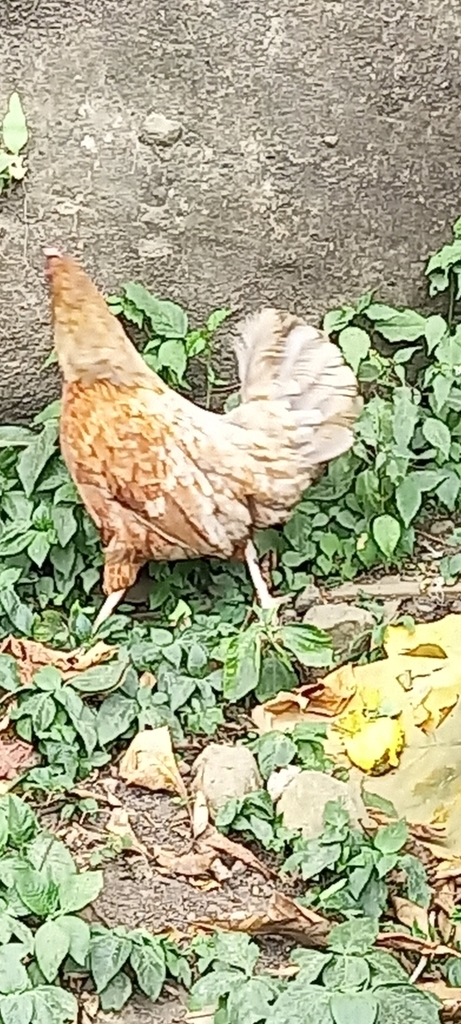 Domestic Chicken from Draiba, Fiji on October 24, 2021 at 10:53 AM by ...