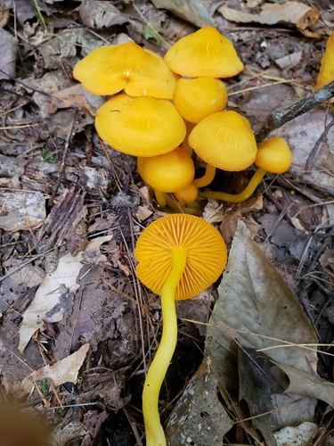 orange gilled waxcap