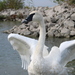 Trumpeter Swan - Photo (c) Kelly, all rights reserved, uploaded by Kelly