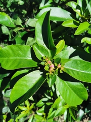 Pereskia grandifolia image