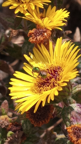 photo of Sweat Bees (Halictidae)