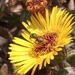 photo of Sweat Bees (Halictidae)