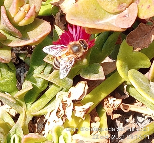 photo of Western Honey Bee (Apis mellifera)