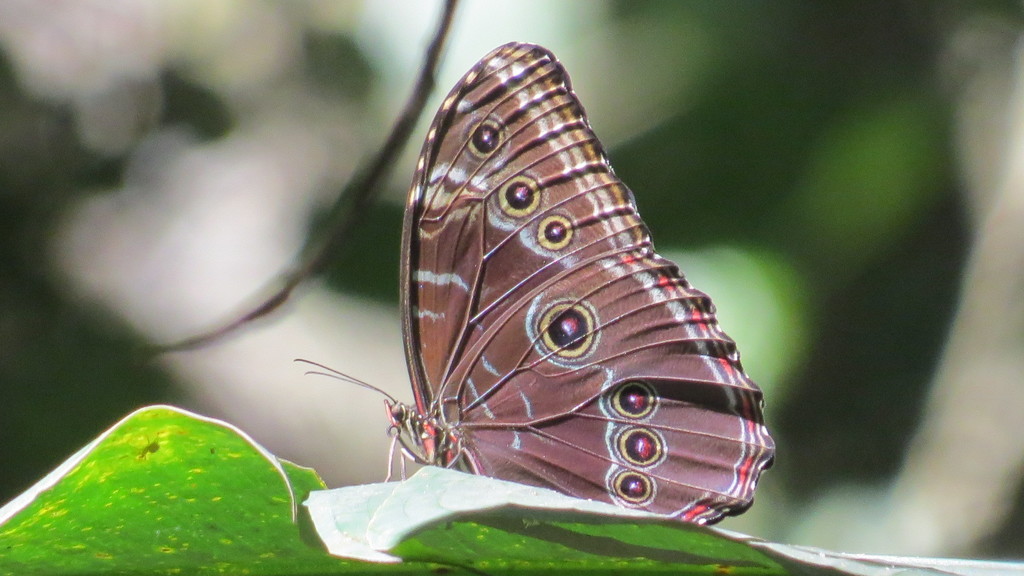 Common Morpho (Subspecies Morpho helenor peleides) · iNaturalist