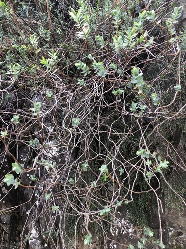 Veronica pareora