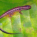 Beccari's Keeled Skink - Photo (c) Paul Freed, all rights reserved, uploaded by Paul Freed