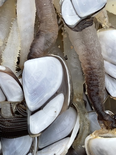 photo of Goose Barnacles (Lepas)
