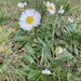 Southern Daisy - Photo (c) mercantour, all rights reserved, uploaded by mercantour