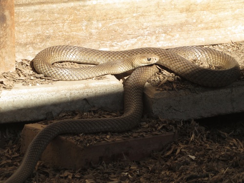 Eastern Brown Snake sighting