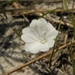 Dawnflowers - Photo (c) Jason Sharp, all rights reserved, uploaded by Jason Sharp