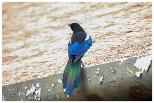 Oriental Magpie