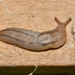 Threeband Slugs - Photo (c) James Peake, all rights reserved, uploaded by James Peake