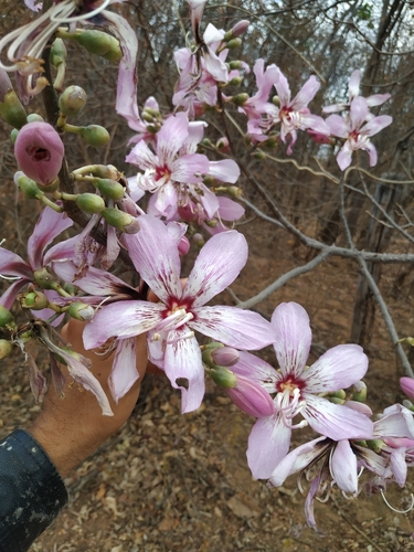 Ceiba pubiflora