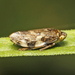 Meadow Spittlebug - Photo (c) David Beadle, all rights reserved, uploaded by David Beadle