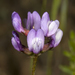 Gambel's Milkvetch - Photo (c) Terry Gosliner, all rights reserved, uploaded by Terry Gosliner