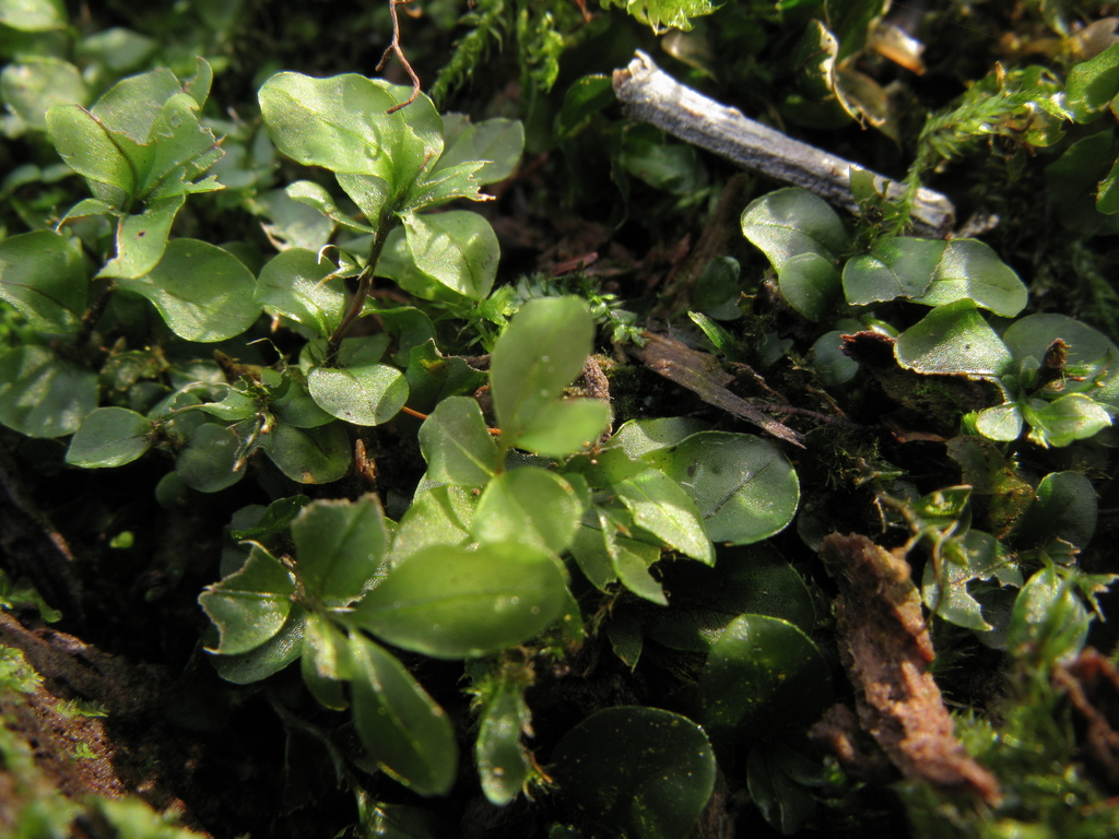 Dotted Thyme-moss from Powiat pruszkowski, Polska on October 24, 2021 ...