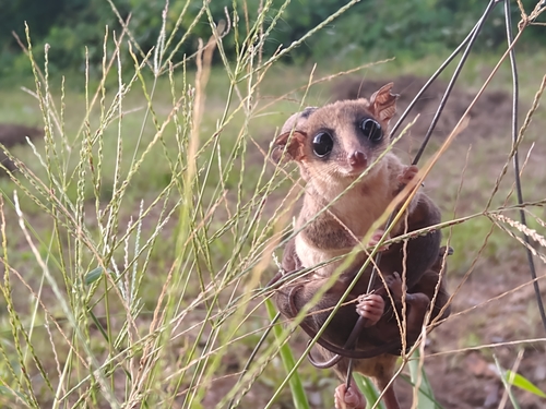 Agile Gracile Opossum