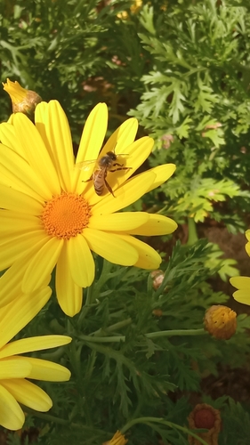 photo of Western Honey Bee (Apis mellifera)