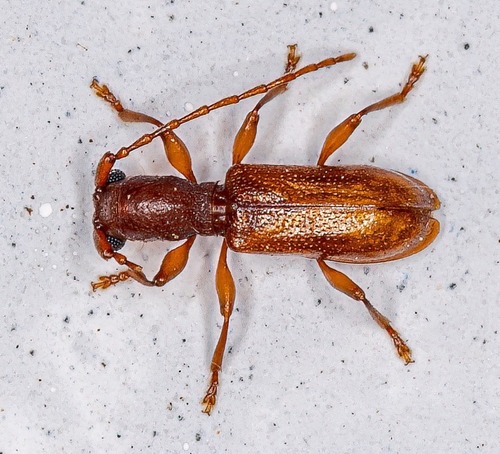 Aleiphaquilon castaneum