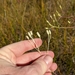 Arnoglossum ovatum lanceolatum - Photo 由 Eric Ungberg 所上傳的 (c) Eric Ungberg，保留所有權利
