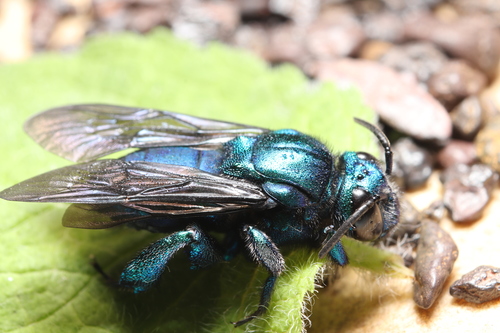 Exaerete dentata