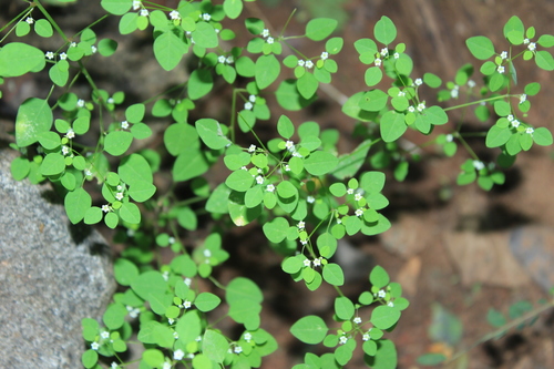 Euphorbia rzedowskii