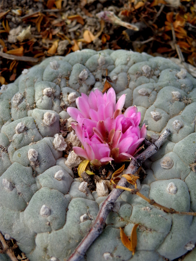 ロフォフォラ銀冠玉 – Sigma Plants