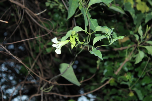 Echites asperoglottis