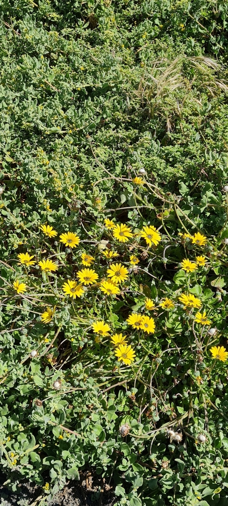 Capeweed from Pelikan Park, Cape Town, 7941, South Africa on October 25 ...