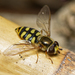 Migrant Hover Fly - Photo (c) chriskazil, all rights reserved