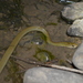 Tucumán Smooth Snake - Photo (c) Ivanna Gabriela Cruz, all rights reserved, uploaded by Ivanna Gabriela Cruz
