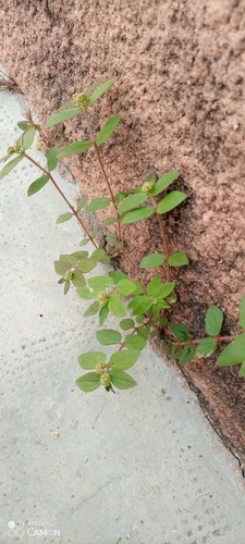 Asthma Plant