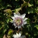 Passiflora vesicaria vesicaria - Photo (c) Junior, כל הזכויות שמורות, הועלה על ידי Junior