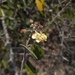 Beautempsia avicenniifolia - Photo (c) A. Palmer "Jr." (Junior), todos os direitos reservados, uploaded by A. Palmer "Jr." (Junior)