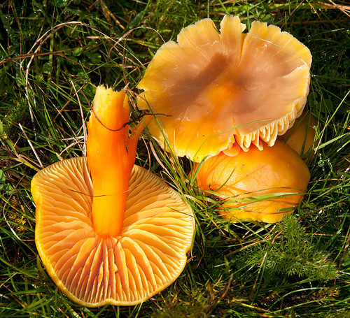 Oily Waxcap