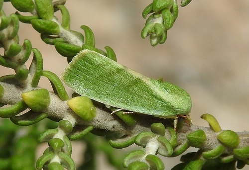 Egyptian Bollworm