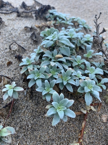 Beach Suncup foliage