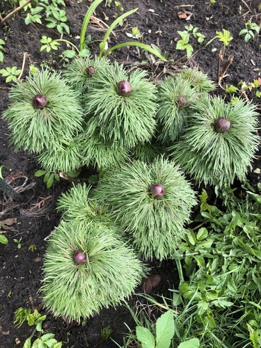 Fern-leaf Peony