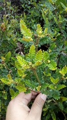 Weinmannia tomentosa image