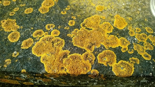 Limestone Lobed Firedot