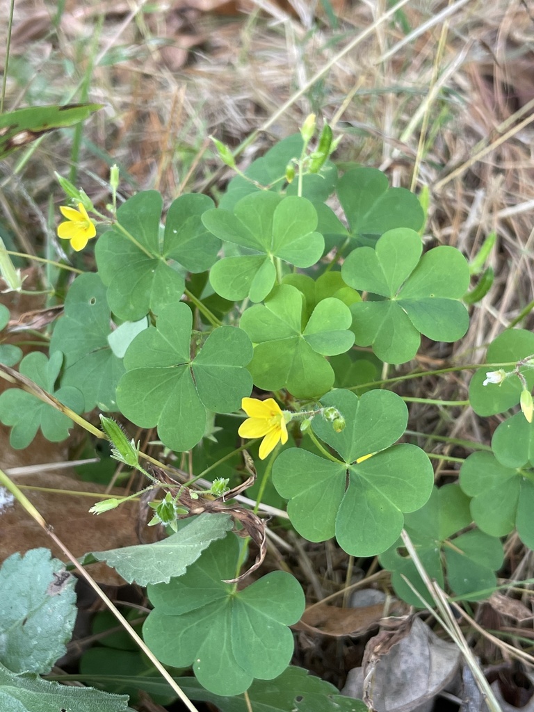 Oxalis stricta