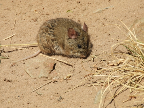 Andean Big-eared Mouse (Auliscomys sublimis) — Least Concern Mammalia