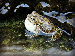 Arabian Toad photo 5