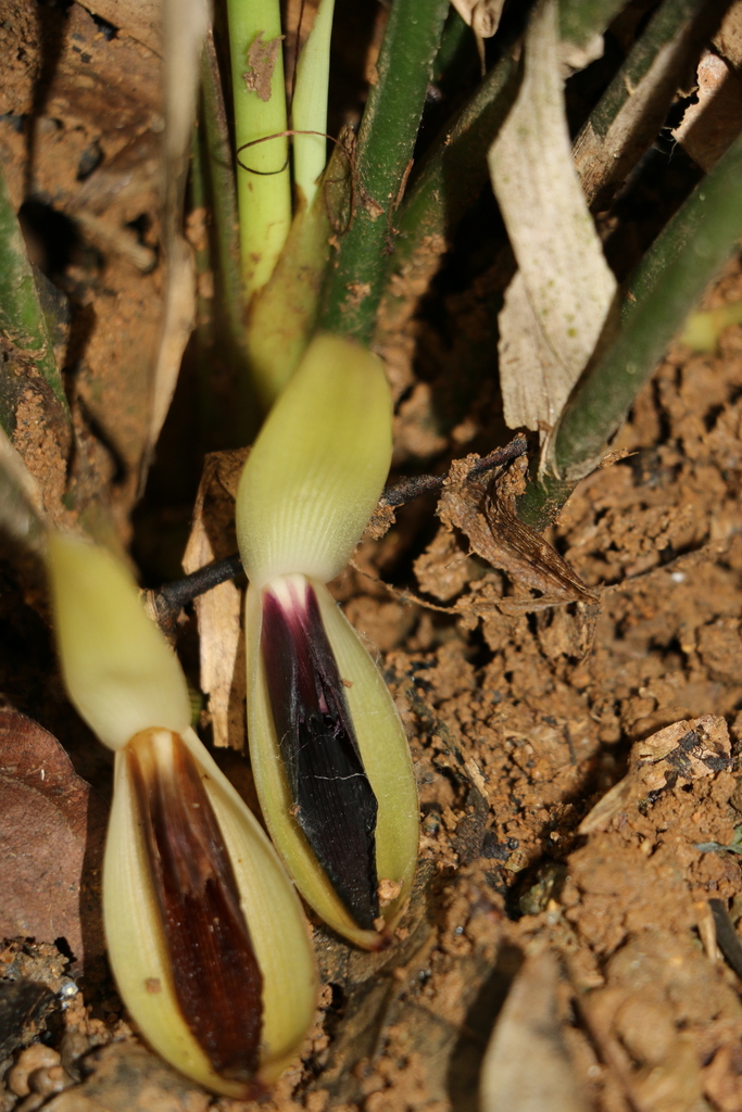 Orchidantha stercorea (Orchidantha stercorea)