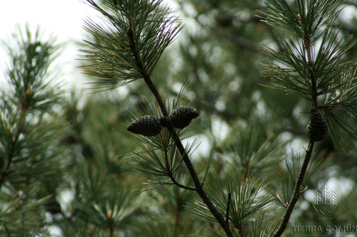 Chihuahuan pine